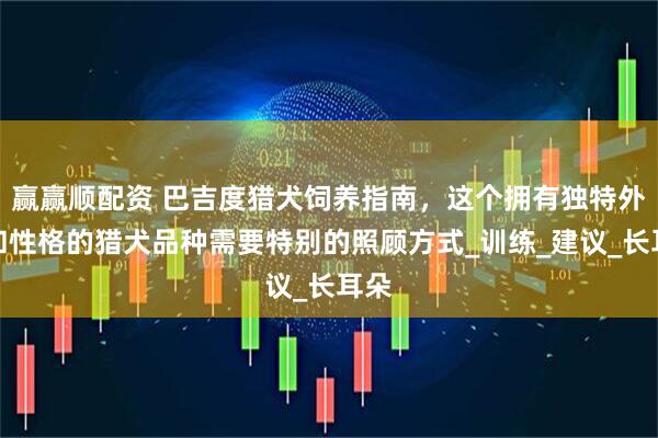 赢赢顺配资 巴吉度猎犬饲养指南，这个拥有独特外貌和性格的猎犬品种需要特别的照顾方式_训练_建议_长耳朵
